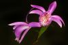 Pleione grex. 'Tongariro' - Tibetorchidee