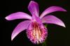 Pleione grex. 'Tongariro' - Tibetorchidee