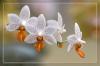 Phalaenopsis - Orchidee