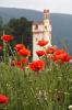 wilder Mohn am Museturm