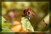 Libelle in Lauerstellung