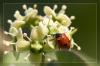 Marienkfer auf Euonymusblte