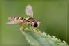 Schwebfliege bei der Rast